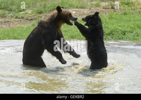 Hangzhou, Chine, Province de Zhejiang. 27 juillet, 2016. Taquiner les ours les uns les autres dans l'eau au milieu de la chaleur d'été à Hangzhou, capitale de la Chine de l'est la province du Zhejiang, le 27 juillet 2016. Credit : Huang Zongzhi/Xinhua/Alamy Live News Banque D'Images