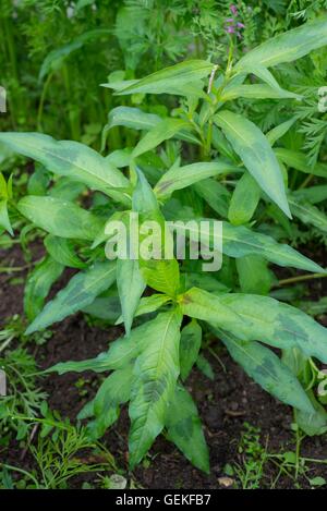 Les mauvaises herbes du jardin -, Persicaria maculosa. Banque D'Images