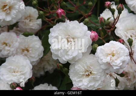 Petites roses blanches Banque D'Images