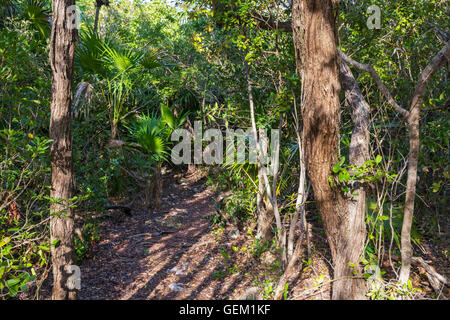 Floride, peu ramper (aux environs de Marathon), Curry Hammock State Park Nature Trail Banque D'Images