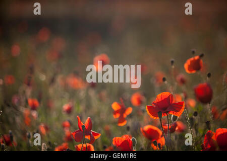 Coquelicots rouges sur le pré près de la forêt dans le Parc National Kampinoski, Pologne, Europe Banque D'Images