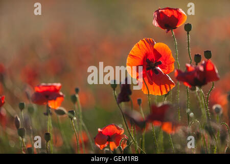 Coquelicots rouges sur le pré près de la forêt dans le Parc National Kampinoski, Pologne, Europe Banque D'Images