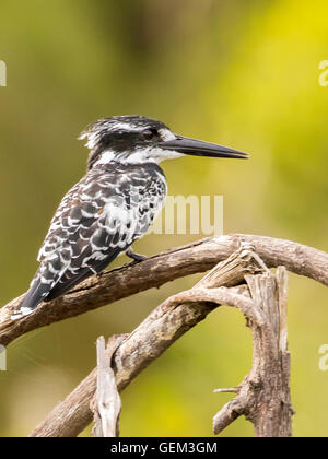 African Pied Kingfisher (Ceryle rudis) Banque D'Images