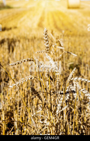 Golden Ears de cultures de céréales après la récolte de blé les oreilles. Des piles de paille - balles de foin, ferme agricole avec les récoltes de champ Banque D'Images