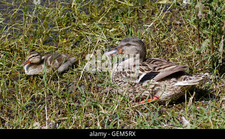 Canard colvert (Anas platyrhynchos) Mère et petit canard, Italie Banque D'Images