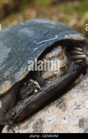 Mississippi mud turtle, Kinoternon subrubrum hippocrepis, endémique à l'United States Banque D'Images