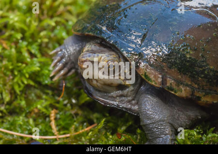 Mississippi mud turtle, Kinoternon subrubrum hippocrepis, endémique à l'United States Banque D'Images