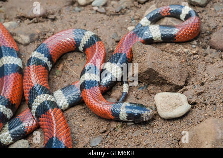 Nelson's snake, Lampropeltis triangulum nelsoni, originaire du Mexique Banque D'Images