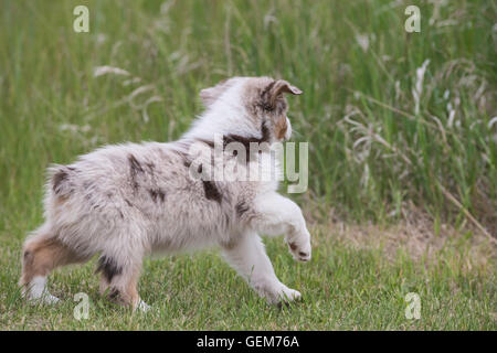 Huit semaines merle rouge chien berger australien, chiot Banque D'Images