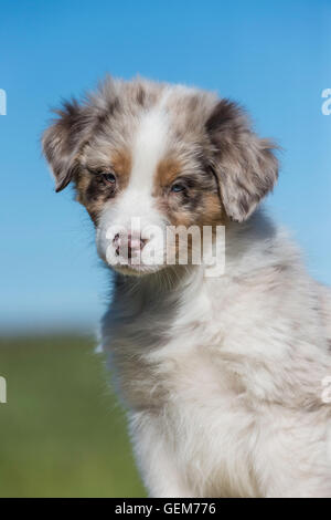 Huit semaines merle rouge chien berger australien, chiot Banque D'Images