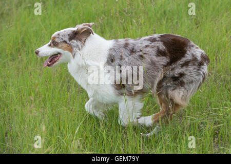 Chien de berger australien rouge merle, femme, tournant dans un champ Banque D'Images