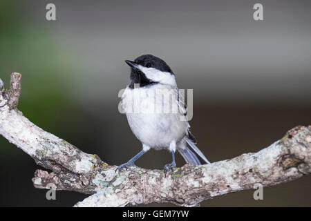 Carolina Chickadee Poecile carolinensis perché sur la branche d'arbre Banque D'Images