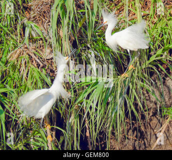 Deux Aigrette neigeuse Egretta thula pataugeant rivage interagissant à Murphy Park rookery à Taylor, TX Banque D'Images