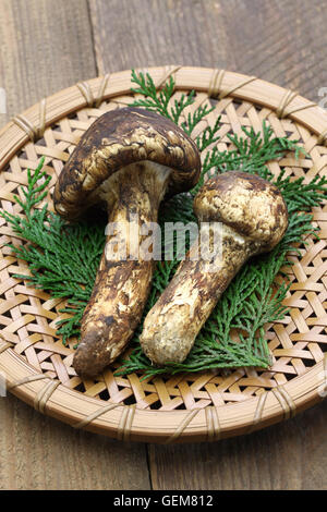 Champignons matsutake, nourriture japonaise Banque D'Images