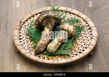 Champignons matsutake, nourriture japonaise Banque D'Images