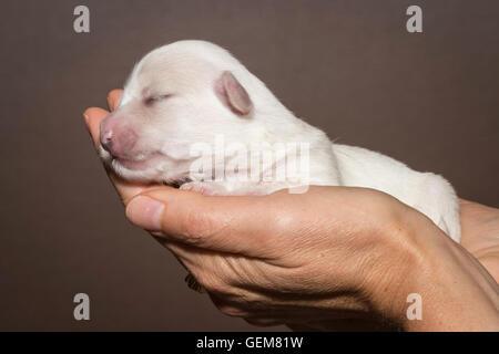 Âgés d'une semaine Coton de Tulear chiot avec les yeux toujours fermés Banque D'Images