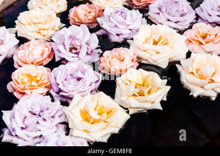 Sélection de couleurs douces roses flottant sur l'étang libre Banque D'Images