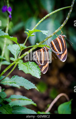 Zebra Longwing paire Papillon, vertical Banque D'Images