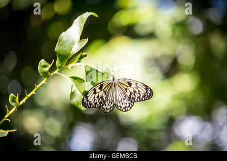 Paper Kite Butterfly Banque D'Images