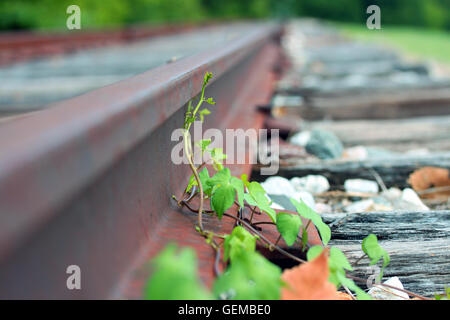 Rail de lierre Banque D'Images