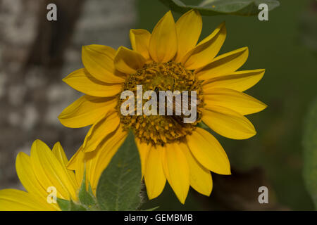 Une abeille recueille les grains de pollen d'un tournesol sur Banque D'Images