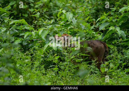 Indian Gaur veau dans une forêt luxuriante Banque D'Images