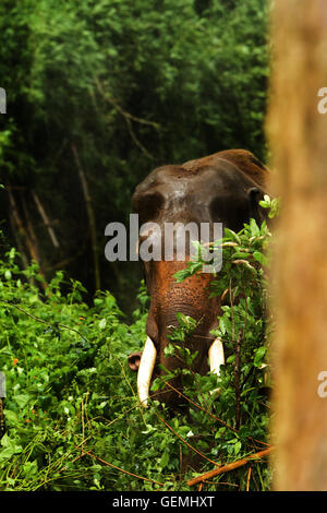 L'éléphant indien humide (Elephas maximus indicus) en forêt sauvage Banque D'Images