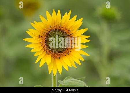 Un nectar d'abeille sur tournesol, macro. Banque D'Images