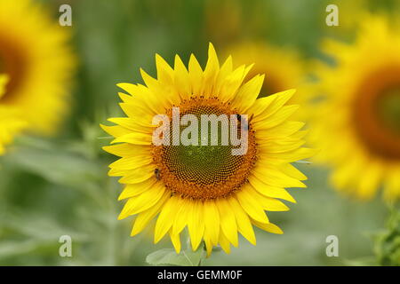 Un nectar d'abeille sur tournesol, macro. Banque D'Images