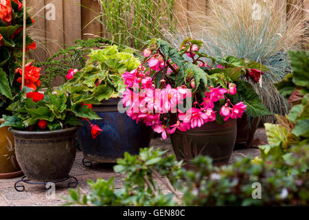 Jardin affichage de bégonias en pots. Banque D'Images