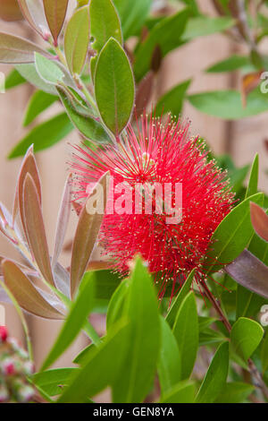 Callistemon citrinus 'Splendens', ou communément appelé Crimson bottlebrush 'Splendens' Banque D'Images