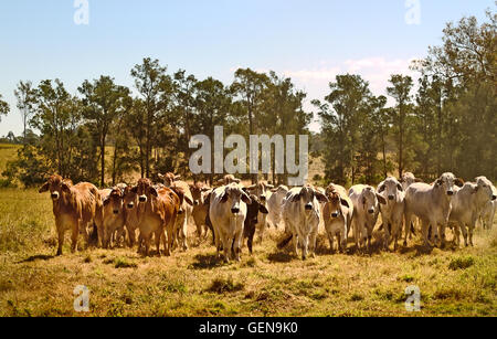 Brahman australienne ligne bovins, vaches rouges, gris, vache animaux sur ranch Banque D'Images