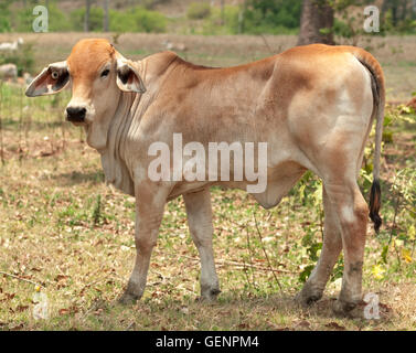 Les jeunes bovins à viande de veau de Brahman en solitaire sur le terrain ranch australien Banque D'Images