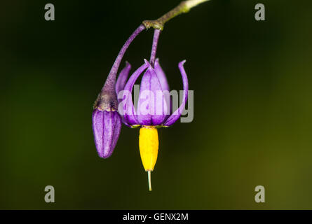 La morelle douce-amère (Solanum dulcamara). Violet et jaune fleur de plante de la famille des solanacées aka woody nightshade Banque D'Images