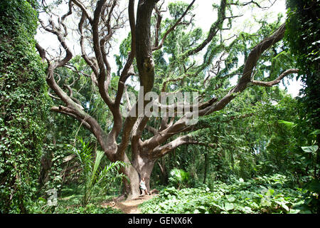 Grand arbre dans la forêt vierge de Maui Banque D'Images