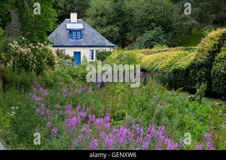 D'épilobe à feuilles étroites (Epilobium angustifolium), l'Ecosse Banque D'Images