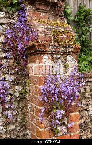 Royaume-uni, Angleterre, Devon, Greenbottom, Cotmaton Road, campanula colorés de fleurs sur mur de brique Banque D'Images