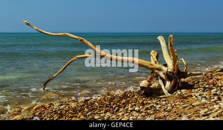 Grand arbre branche a blanchi le blanc par le soleil sur la plage de galets à Eraclea Minoa à Agrigente, Sicile méridionale. Banque D'Images