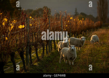 Petit troupeau de moutons paissant dans soleil d'automne entre les rangées de vignes dans la région de Marlborough, Nouvelle-Zélande Banque D'Images