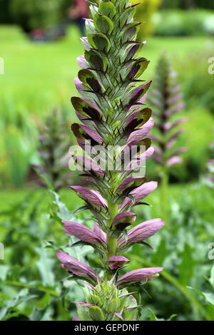 Acanthus balcanicus Banque D'Images