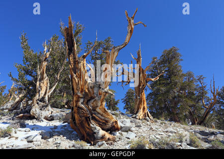 Géographie / voyages, USA, Californie, ancienne Bristlecone Pine, Montagnes Blanches, Banque D'Images