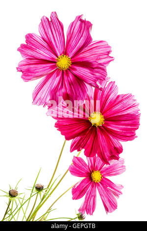 Cosmos fleur sur blanc. Banque D'Images