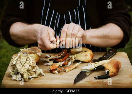 Portrait d'un chef de la préparation d'un crabe. Banque D'Images