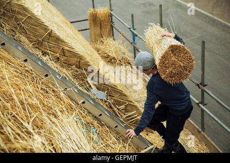 Thatcher portant un yelm de paille d'un toit. Banque D'Images