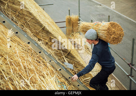 Thatcher portant un yelm de paille d'un toit. Banque D'Images