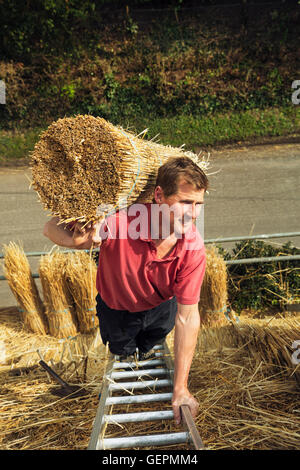 Thatcher portant un yelm de paille d'un toit. Banque D'Images