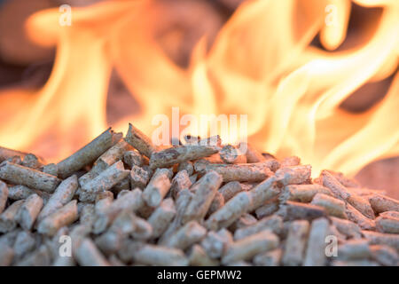 La biomasse en flammes- oak pellets, Close up Banque D'Images