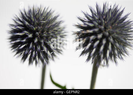 Echinops ritro, globe, globe de fleurs de chardons still life Jane Ann Butler Photography JABP1466 Banque D'Images