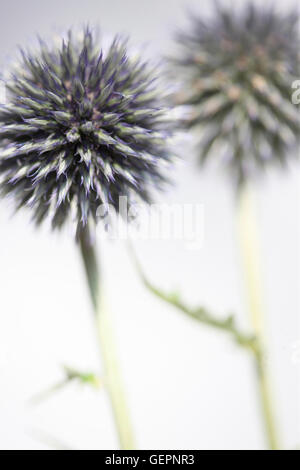 Echinops ritro, globe, globe de fleurs de chardons still life Jane Ann Butler Photography JABP1467 Banque D'Images