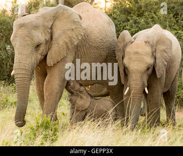 Veau de l'éléphant (Loxodonta africana) de sa mère de lait Banque D'Images